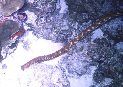 Bimini Strip Night Dive 1