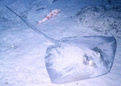 Bimini Strip Night Dive 7