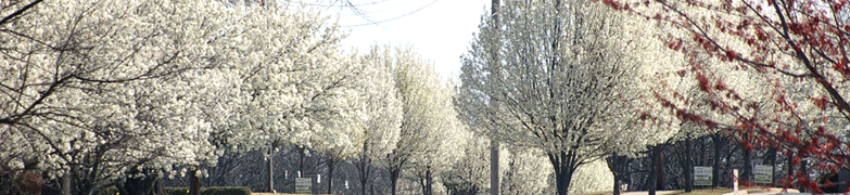 Bradford Pears Panorama JFK Blvd