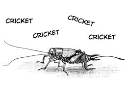 cricket