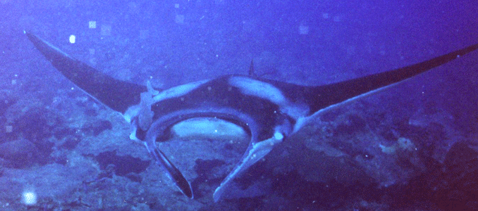 Manta Ray 11