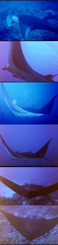 manta ray