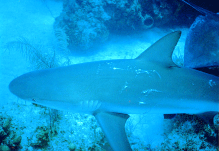 Shark Alley 6