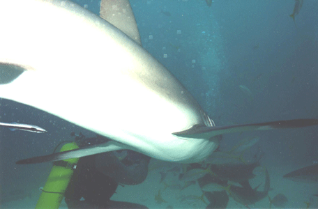 Shark Dive 1
