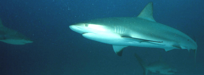 Shark Dive 19