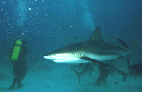 Shark Dive 2