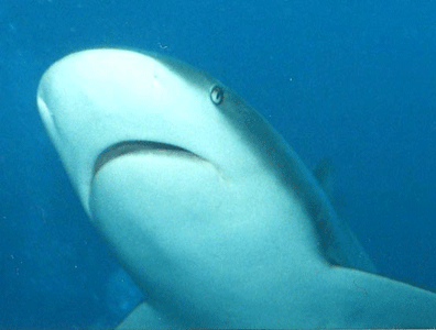Shark Dive 22