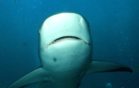 Shark Dive 25