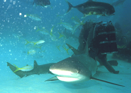 Shark Dive 8