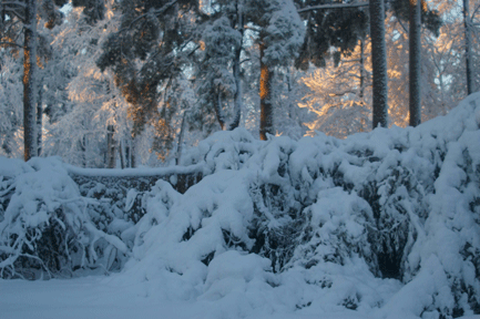 snow bamboo