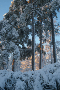 snow pines 2