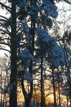 snow pines sunset
