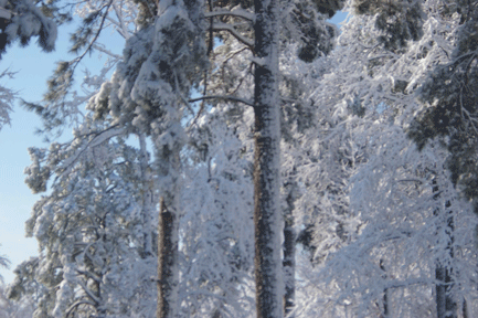 snow pines 3