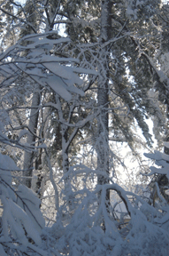 snow pines 4
