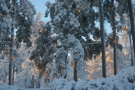 Snow Pines Panarama 2