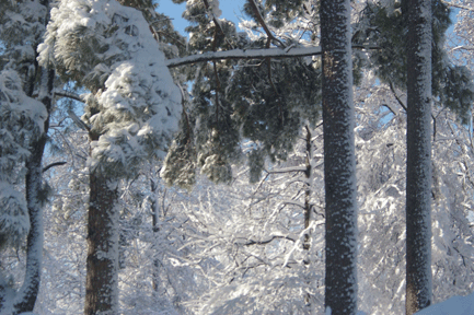 snow pies panarama 4