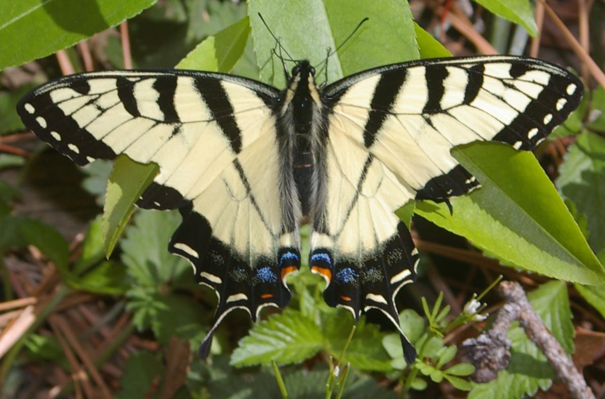 Tiger butterfly