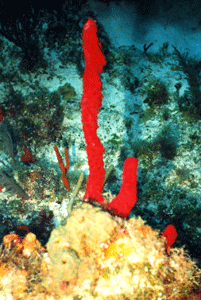 Victory Reef 1